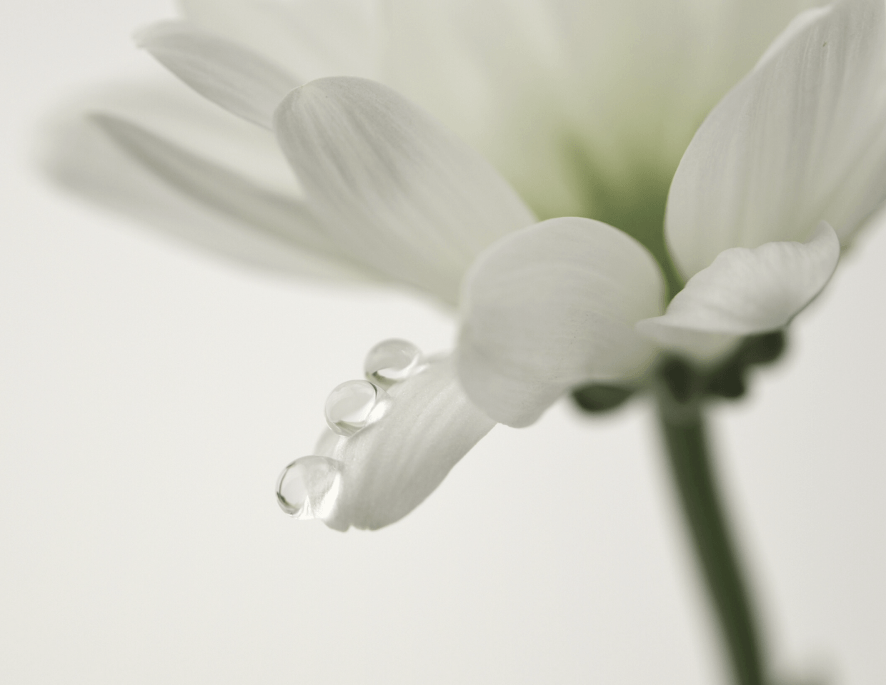 불완전한 순간까지 사랑하는 아름다움